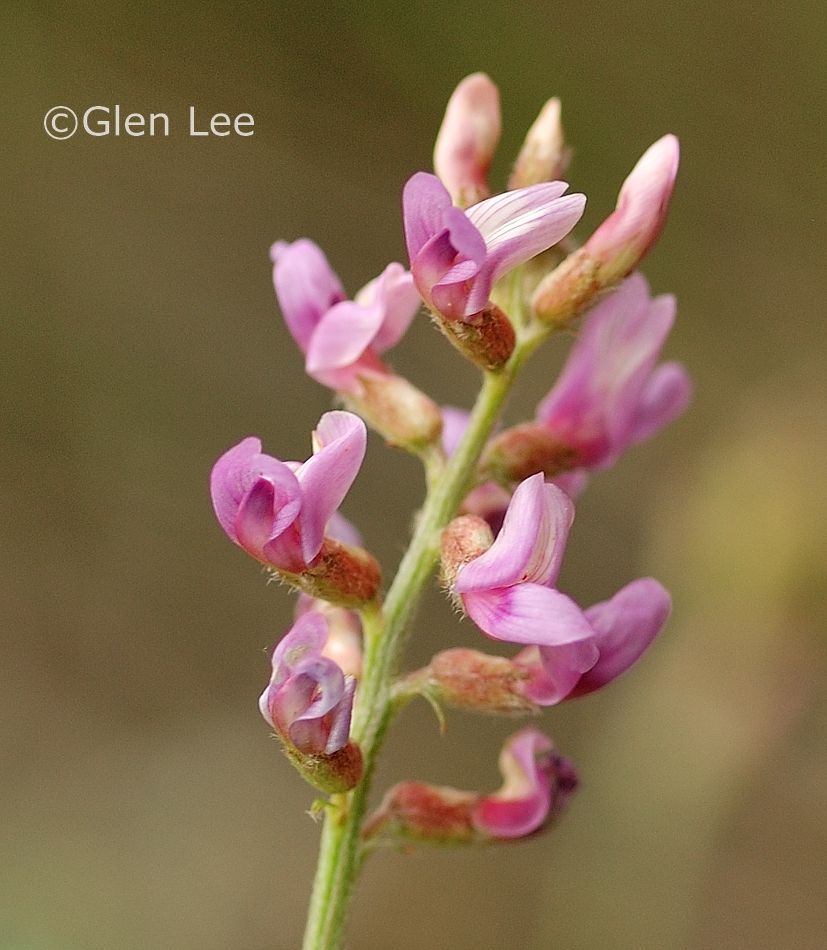 Astragalus flexuosus photos Saskatchewan Wildflowers